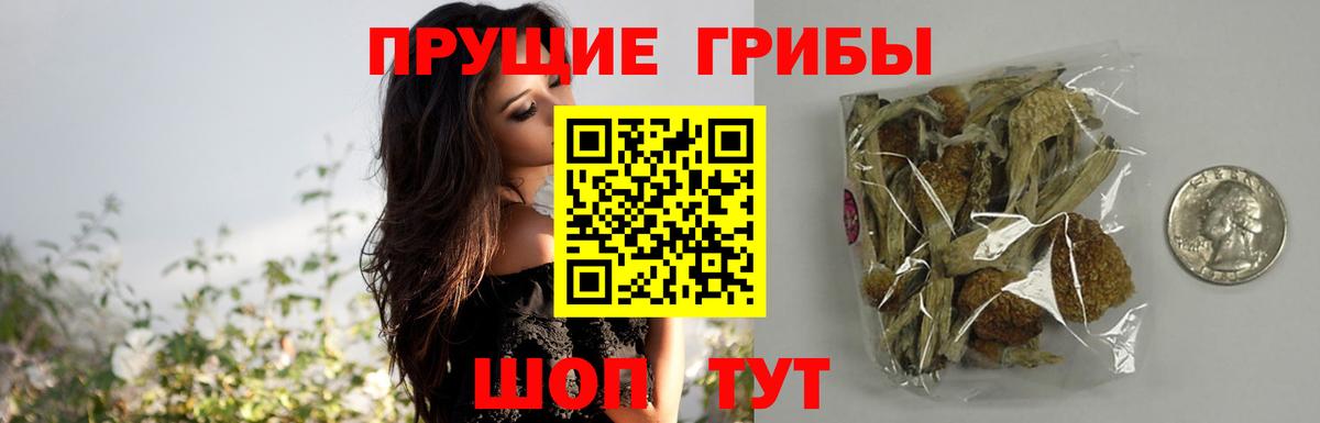 Псилоцибиновые грибы Cubensis Шахты